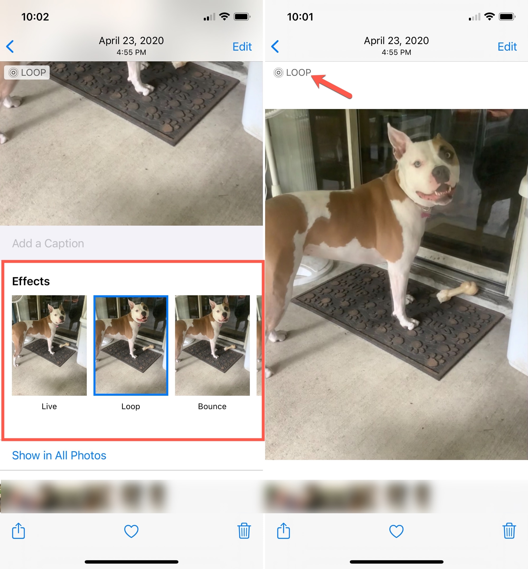 Aggiungi loop a Live Photo su iPhone